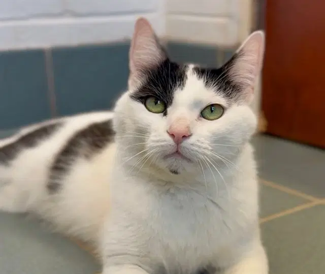 Petey Pie - Domestic Short Hair