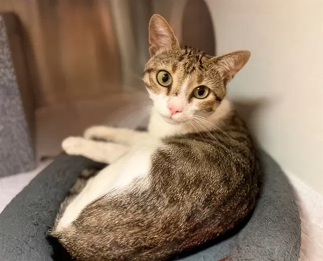 Horace - Domestic Short Hair