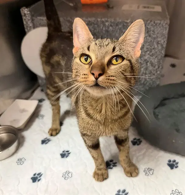 Poppy - Domestic Short Hair