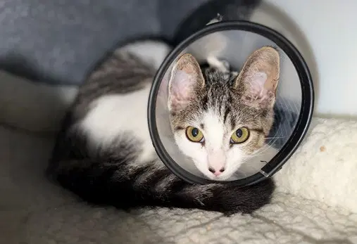 Cortex - Domestic Short Hair