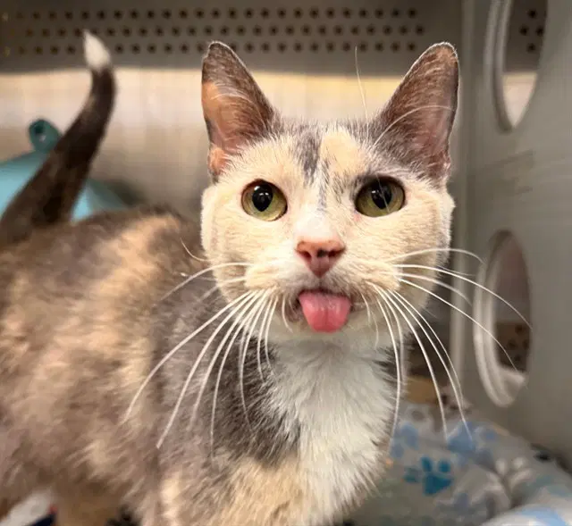 Auntie Teefs - Domestic Short Hair