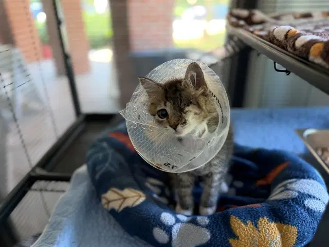 Junie - Domestic Medium Hair