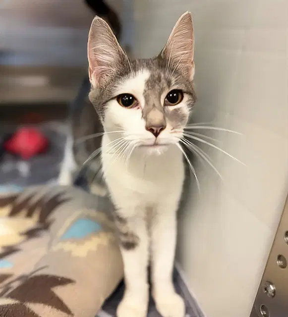 Jasmine - Domestic Short Hair