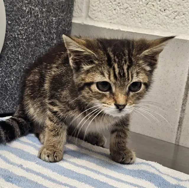 Marble - Domestic Short Hair
