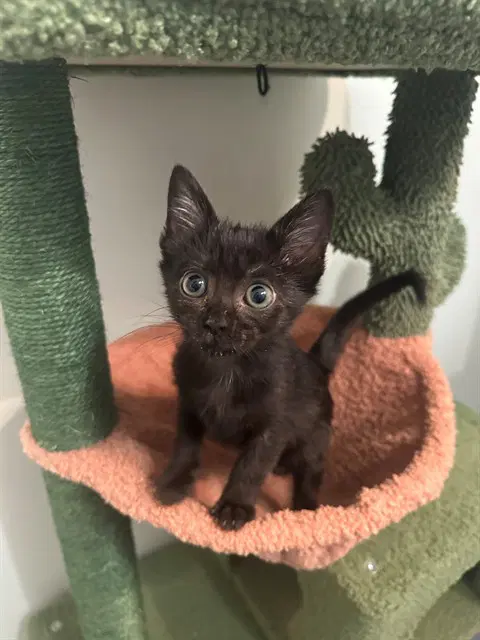 Piper - Domestic Short Hair