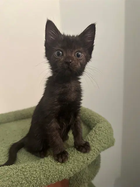 Phoebe - Domestic Short Hair