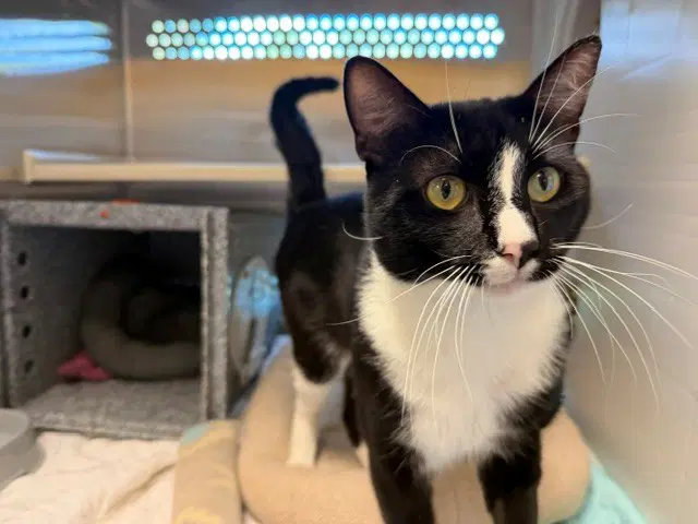 Motor Mouth - Domestic Short Hair