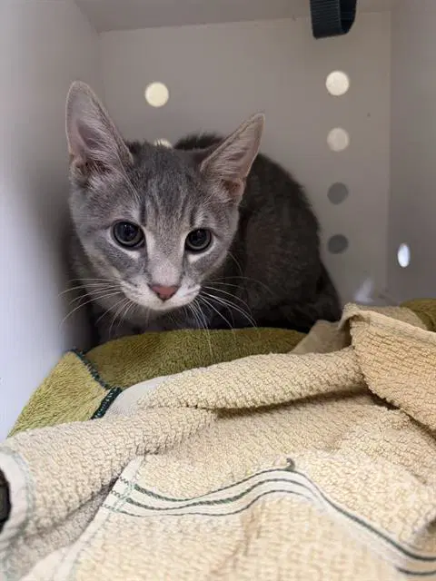 Sting - Domestic Short Hair