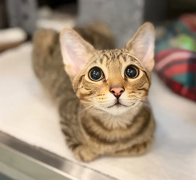 Vitus - Domestic Short Hair