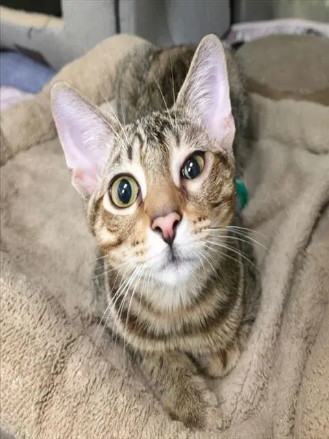 Vitus - Domestic Short Hair