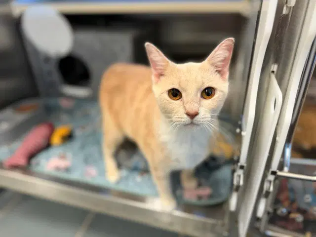 Bug - Domestic Short Hair