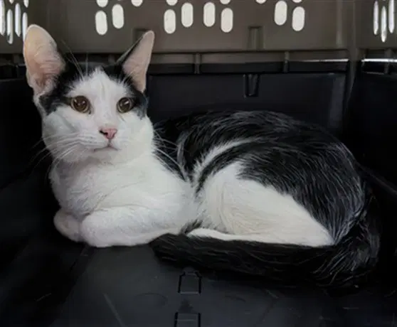 Ranger - Domestic Short Hair