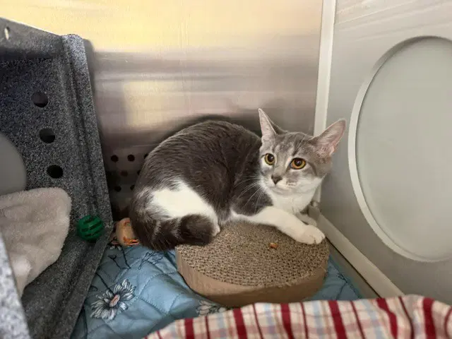 Josie - Domestic Short Hair