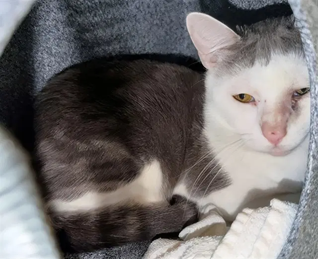 Scooter - Domestic Short Hair