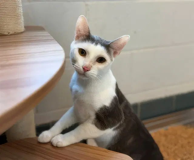 Scooter - Domestic Short Hair