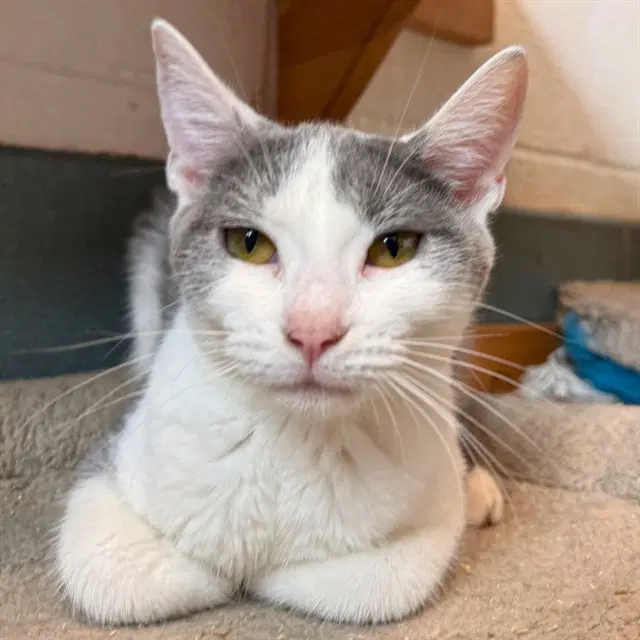 Jean - Domestic Short Hair