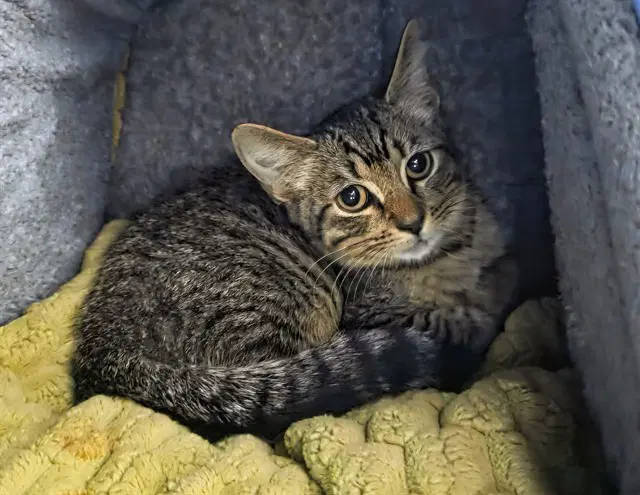 Brownie - Domestic Short Hair