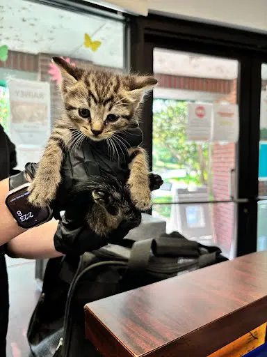 Hang - Domestic Short Hair