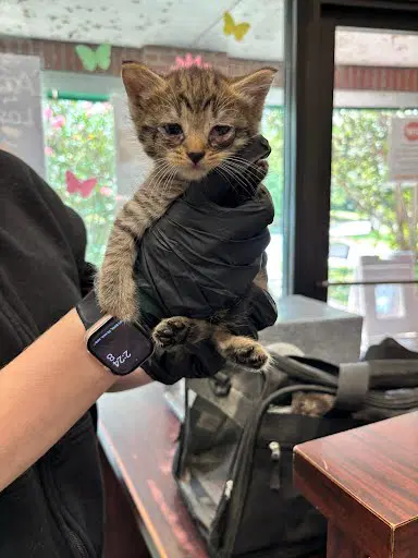 Sam - Domestic Short Hair