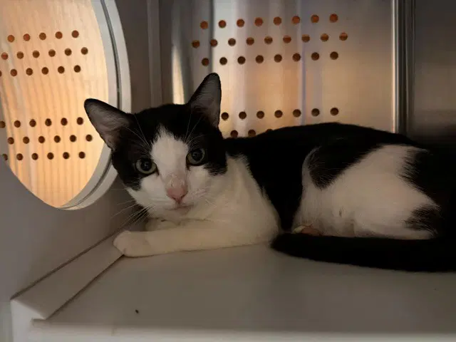 Badger - Domestic Short Hair