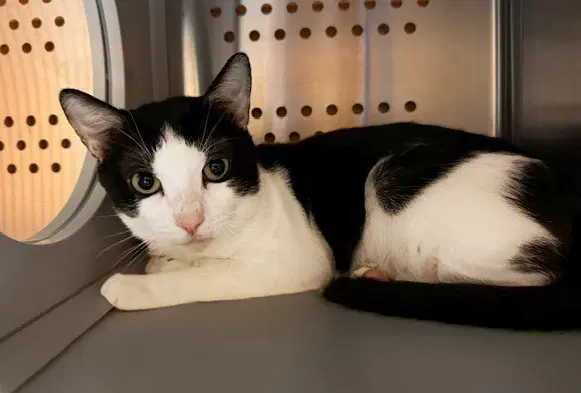Badger - Domestic Short Hair