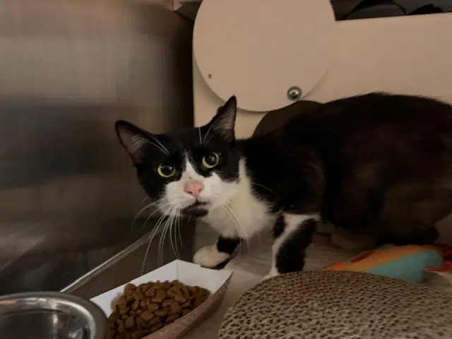 Batman - Domestic Short Hair