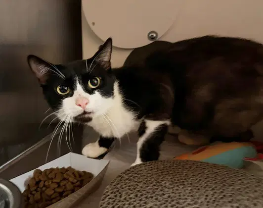 Batman - Domestic Short Hair
