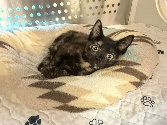 Asia - Domestic Short Hair