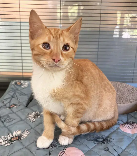 Andre - Domestic Short Hair