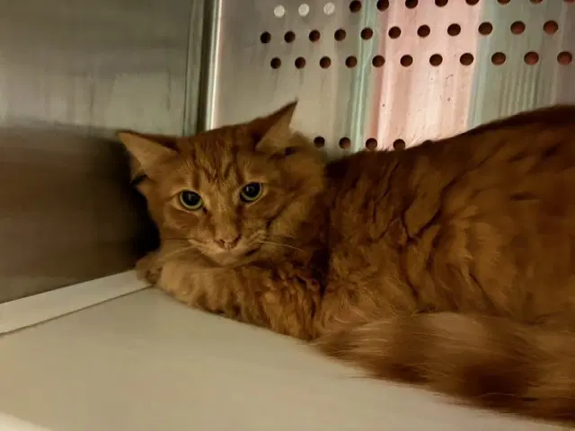 Carnealian - Domestic Short Hair