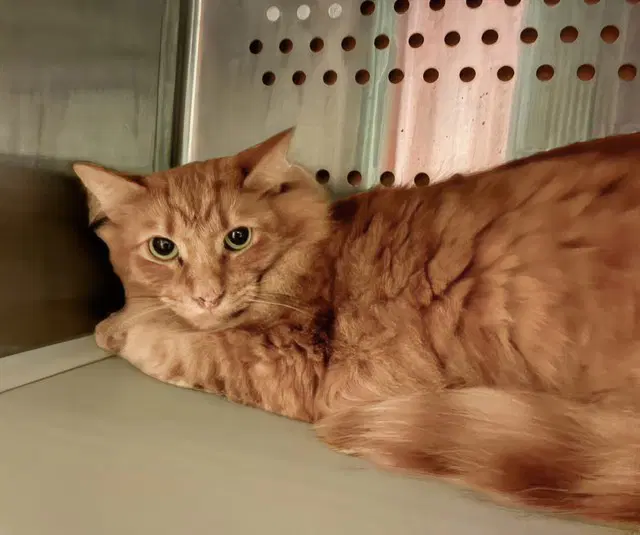 Carnealian - Domestic Short Hair