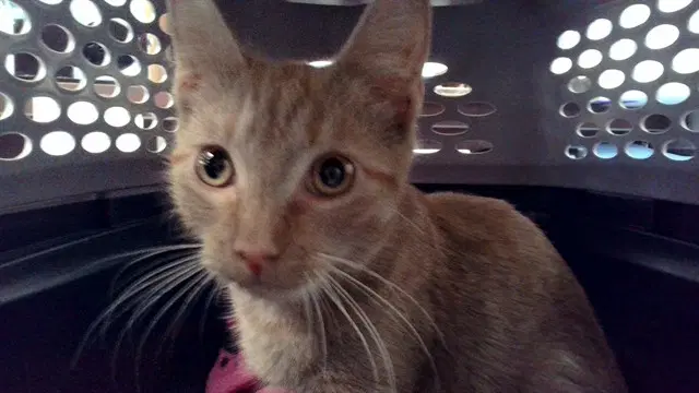 Unknown - Domestic Short Hair