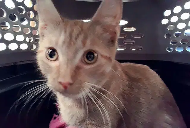 Unknown - Domestic Short Hair