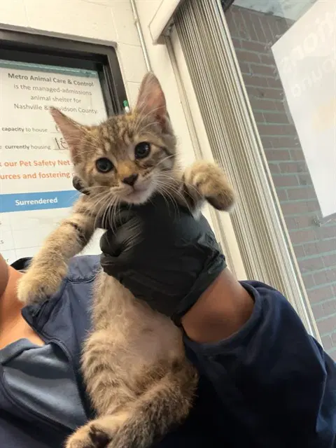 Joyce - Domestic Short Hair