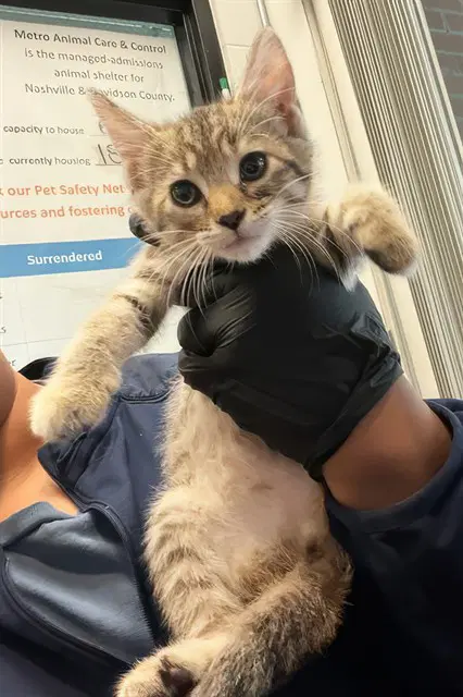 Joyce - Domestic Short Hair