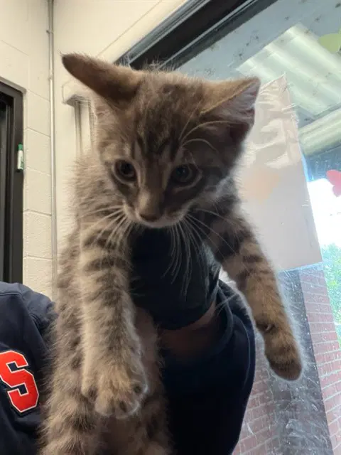 John - Domestic Short Hair
