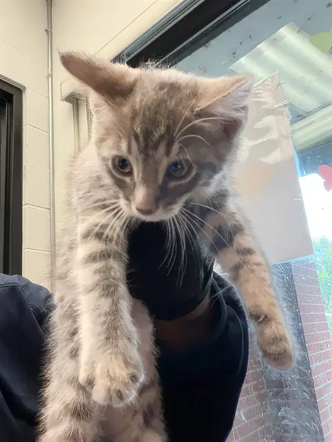 John - Domestic Short Hair