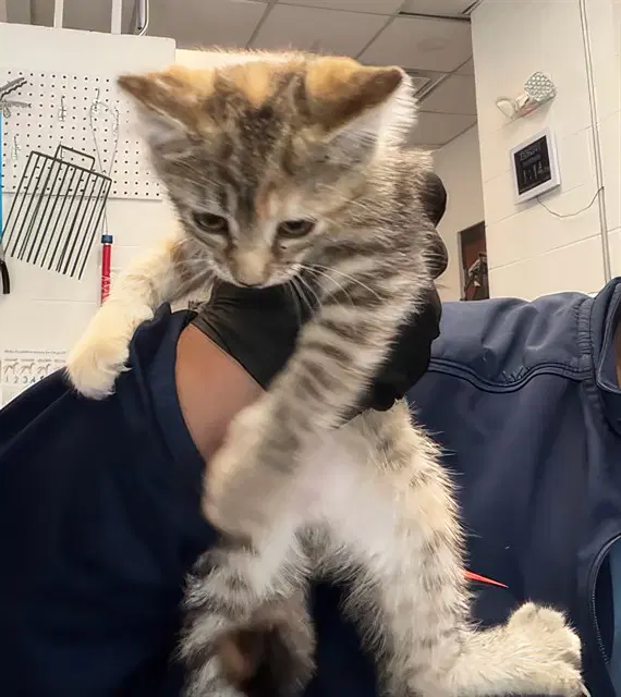 Suzanne - Domestic Short Hair