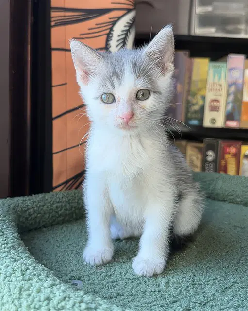 River - Domestic Short Hair
