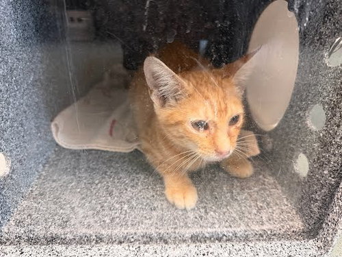 picture of the cat needing adoption