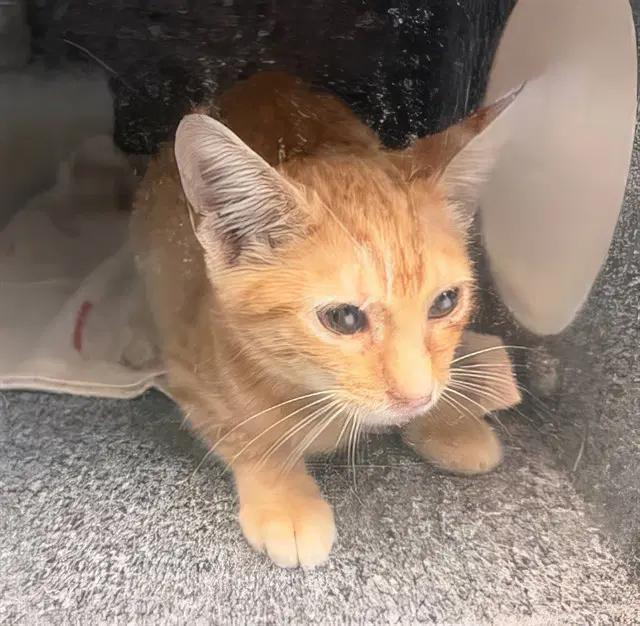 Takis - Domestic Short Hair