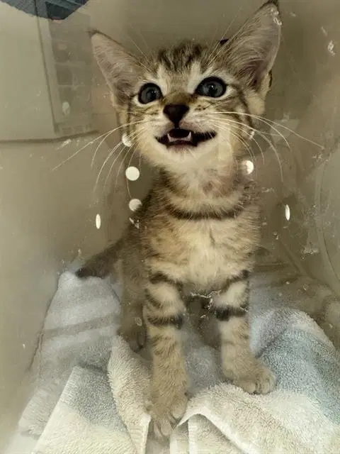 Seraphine - Domestic Short Hair