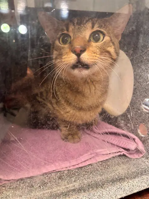 Anubis - Domestic Short Hair