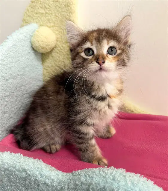 Carmen - Domestic Short Hair
