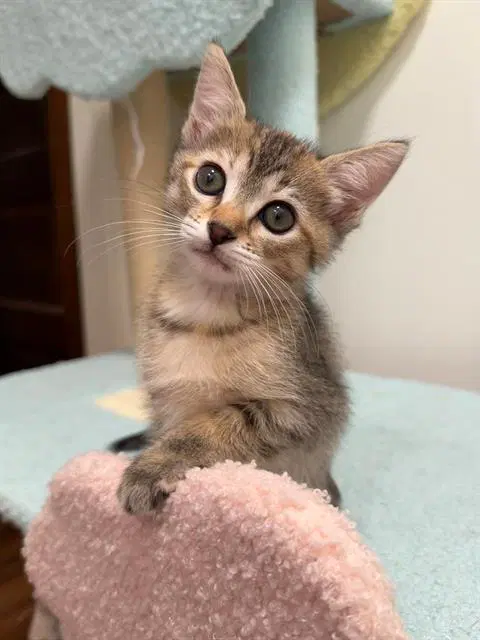 Tibby - Domestic Short Hair