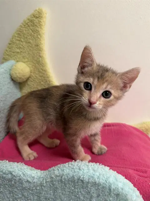 Lena - Domestic Short Hair
