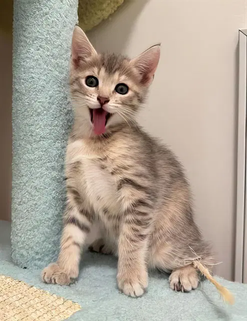 Bridget - Domestic Short Hair
