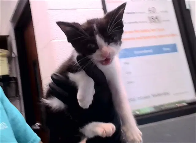 Dr Seuss - Domestic Short Hair
