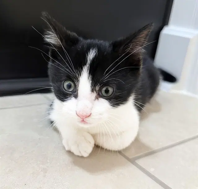 Dr Seuss - Domestic Short Hair