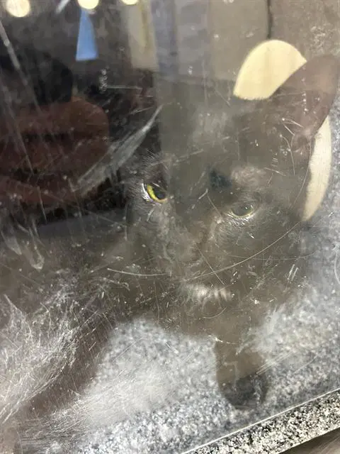 Seia - Domestic Short Hair